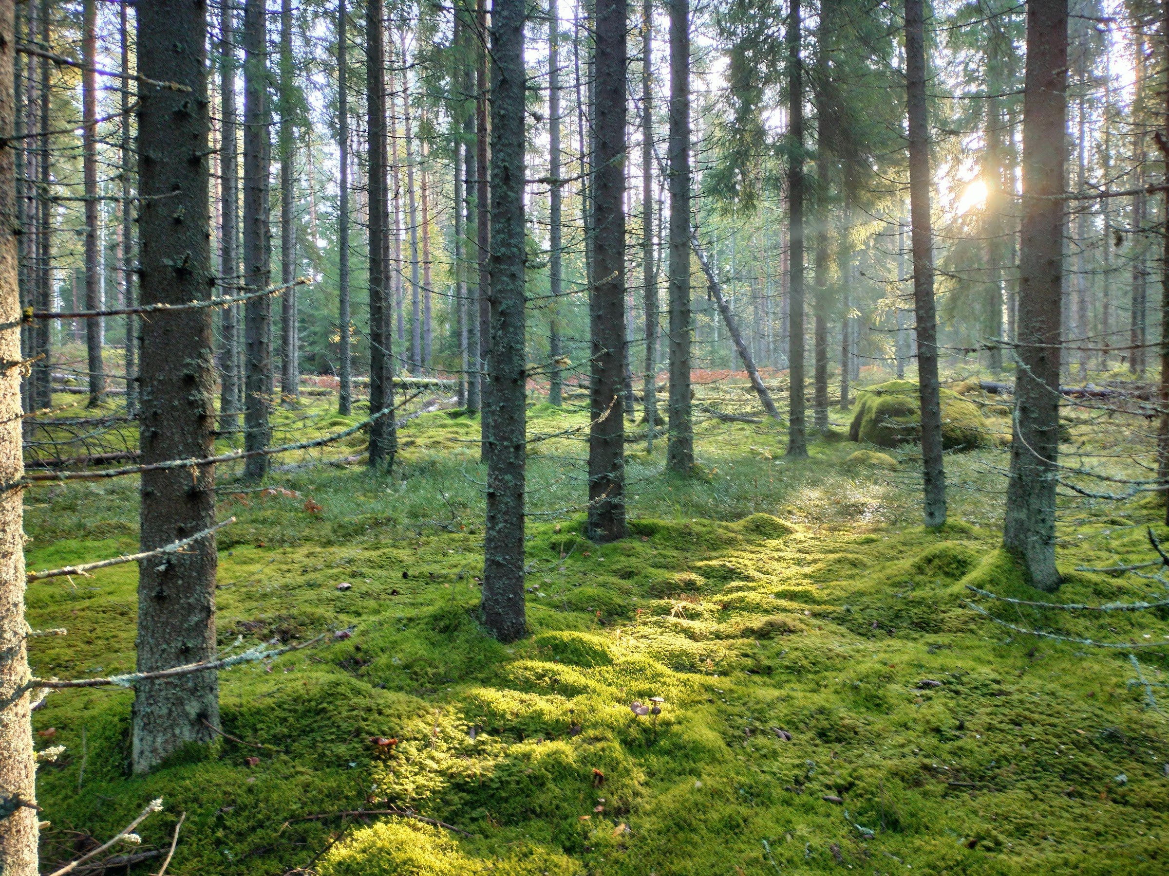 Repovesi National Park